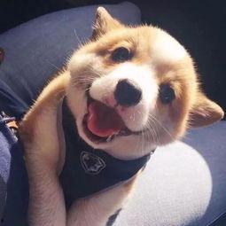 国产最漂亮狗狗视频大全