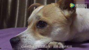 国产最漂亮狗狗视频大全