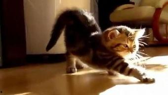 国产猫帅气视频大全,帅气视频大全集锦