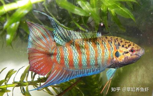 养国产斗鱼需要过滤吗视频,过滤系统的重要性