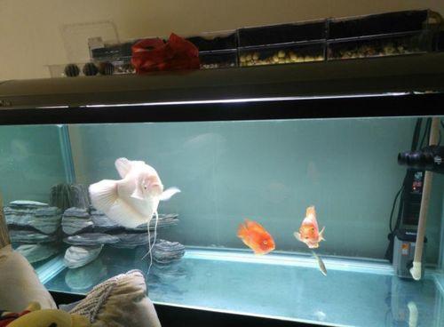 养国产斗鱼需要过滤吗视频,过滤系统的重要性