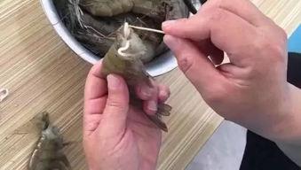 国产鳌虾有寄生虫吗视频