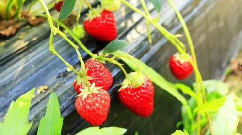 国产草莓视频儿童女孩,国产草莓视频中的甜美童年  第3张